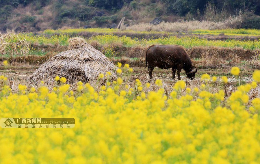 2月11日,一头水牛在融安县桥板乡古板村油菜花田旁吃草.