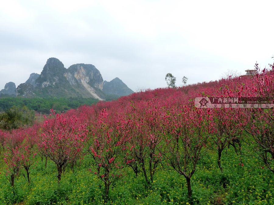 花花大世界桃花岛桃花遍地开 广西新闻网红豆社区网友 摄