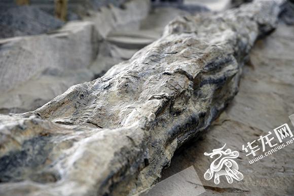 【多图】探访綦江国家地质公园:从脚印中解读恐龙