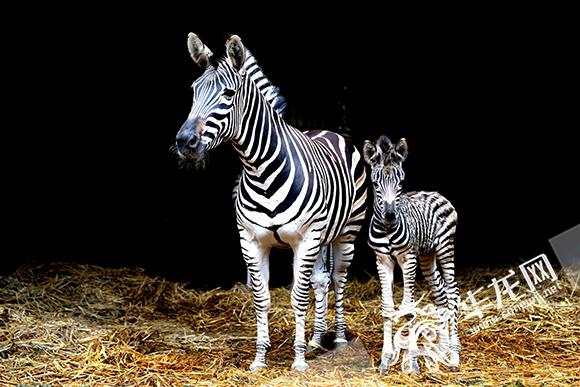 斑马妈妈和孩子形影不离. 王成杰 摄 华龙网 发