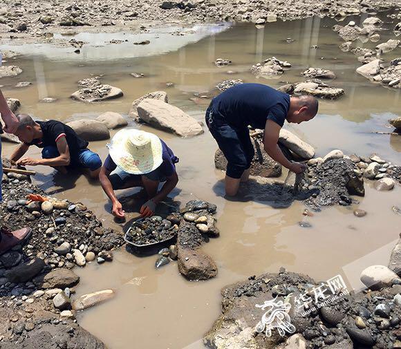 【调查】磁器口江边来了群"淘金"客 金子可能是假的违法却是真的