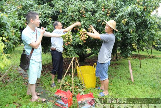 灵山中熟荔枝品种“接力”上市_媒体推荐_新闻_齐鲁网