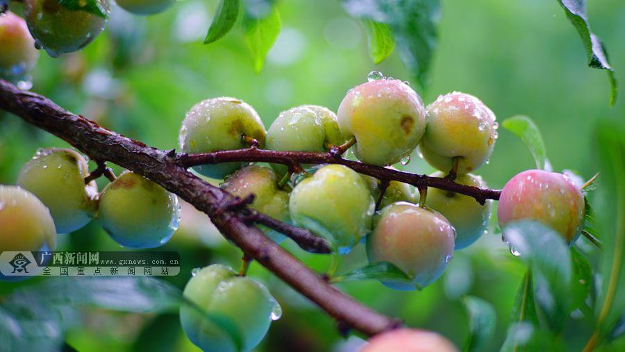 谁家的李子最甜 凌云第二届牛心李擂台赛打响(图)