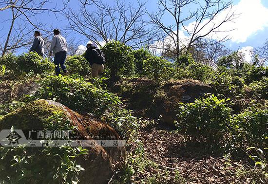 靠山吃山 立体种植成临沧市温平村脱贫"良方"