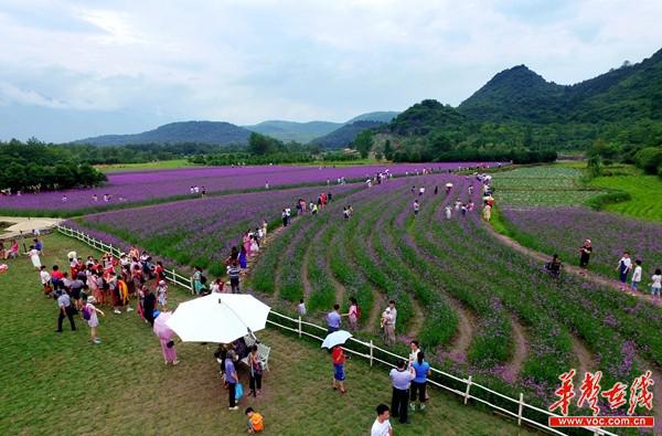 【锦绣潇湘美丽行湖南旅游工作巡礼】东安:乡村旅游奏响富民乐章