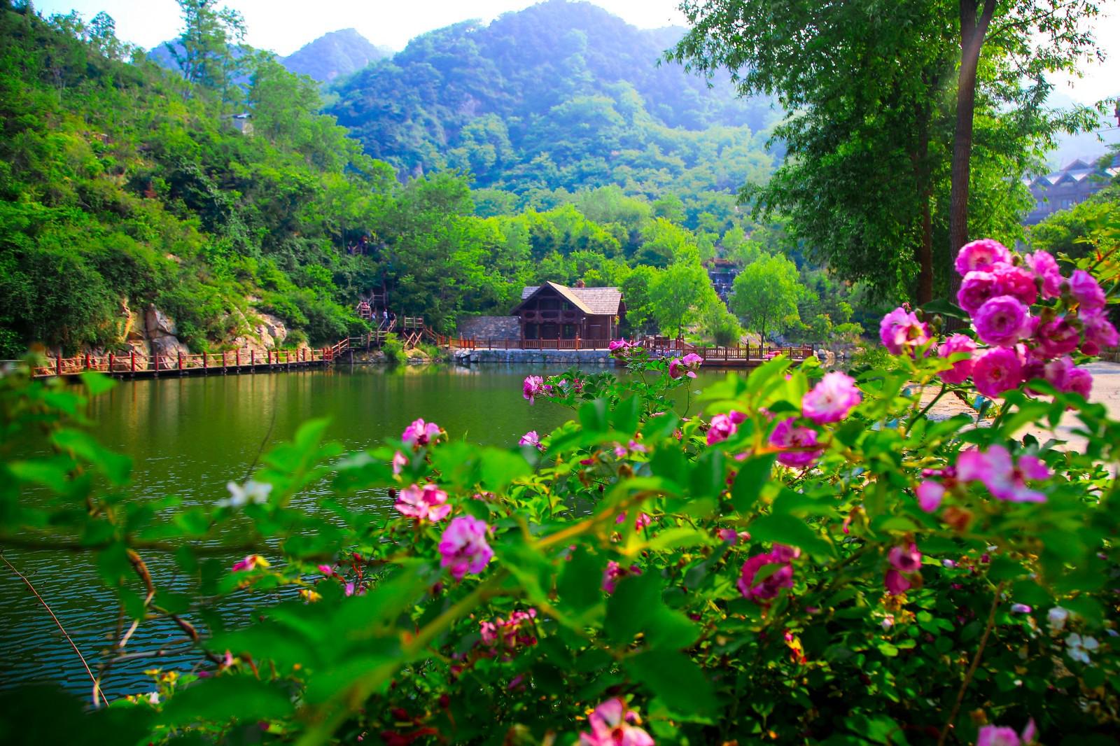 九如山的蔷薇花.资料片 摄影:大明湖畔的少帮主  17.