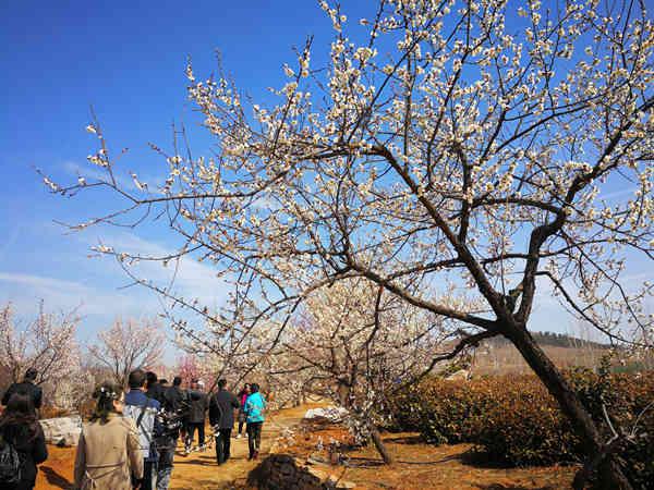 2019泗水梅花节的主会场—泗水梅园位于泗水县金庄镇尹城湖畔,总