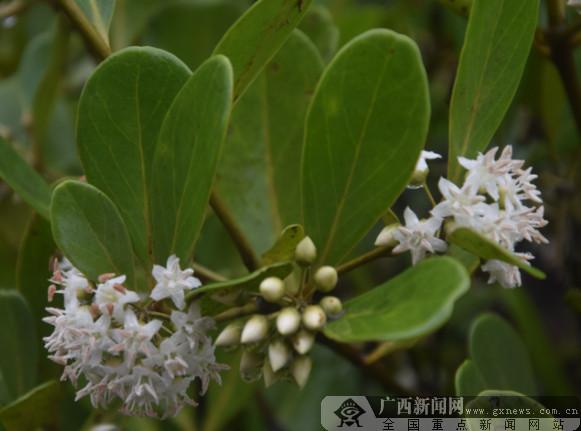 紅樹林鮮花怒放彰顯“防城港藍”名片（圖）