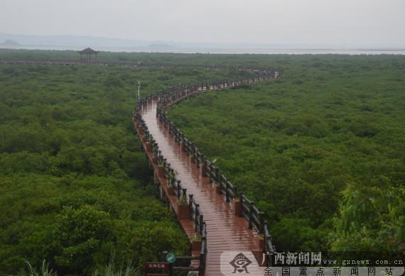 紅樹林鮮花怒放彰顯“防城港藍”名片（圖）