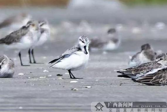 紅樹林鮮花怒放彰顯“防城港藍”名片（圖）