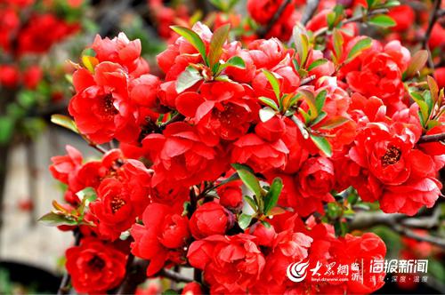 第十届临沂市花沂州海棠文化旅游节将于4月6日开幕