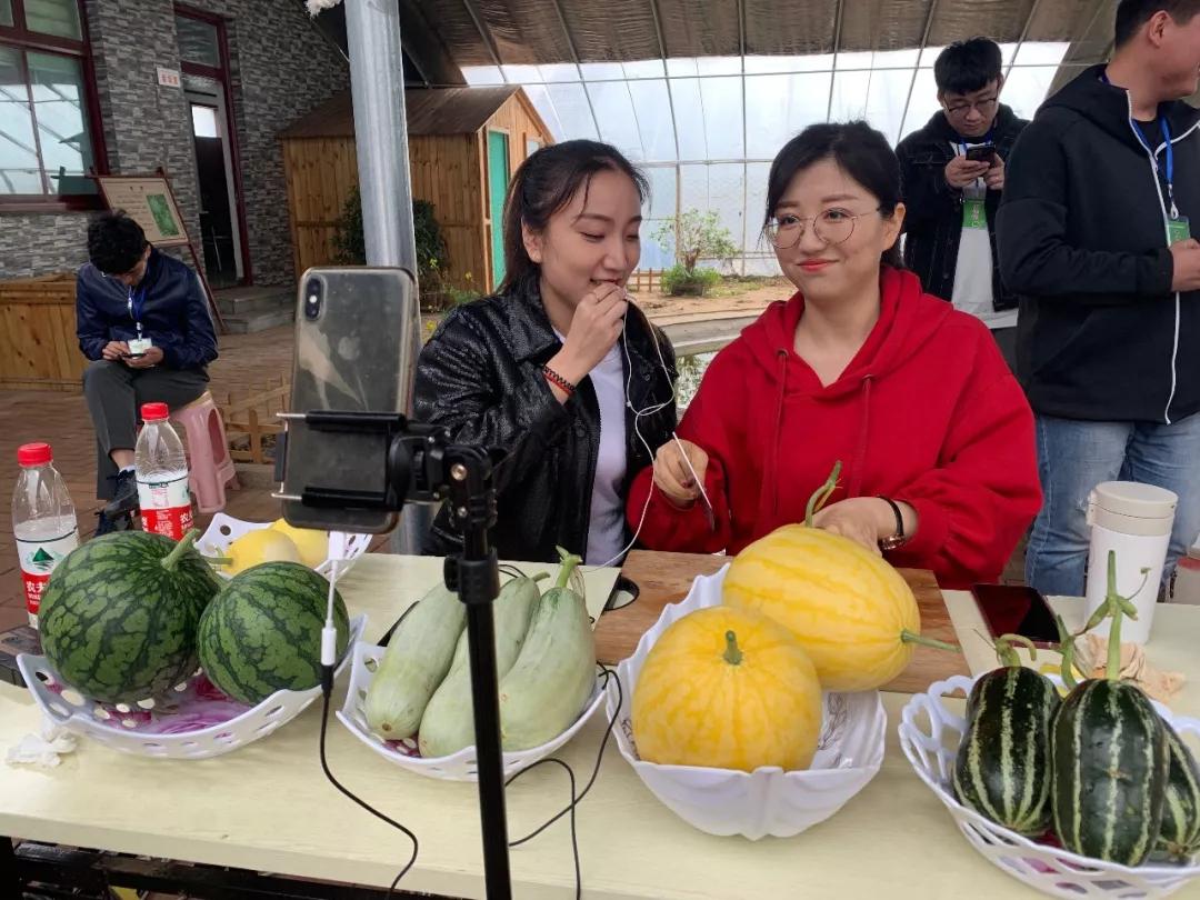 高官寨甜瓜节图片