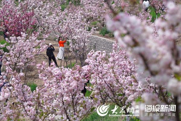 滨州邹平樱花山晚樱盛开门票半价约你来赏花