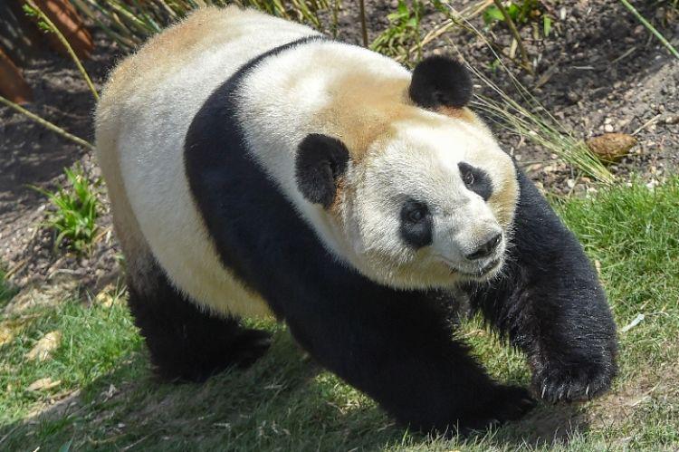 这是4月10日在丹麦哥本哈根动物园熊猫馆拍摄的大熊猫"毛二".