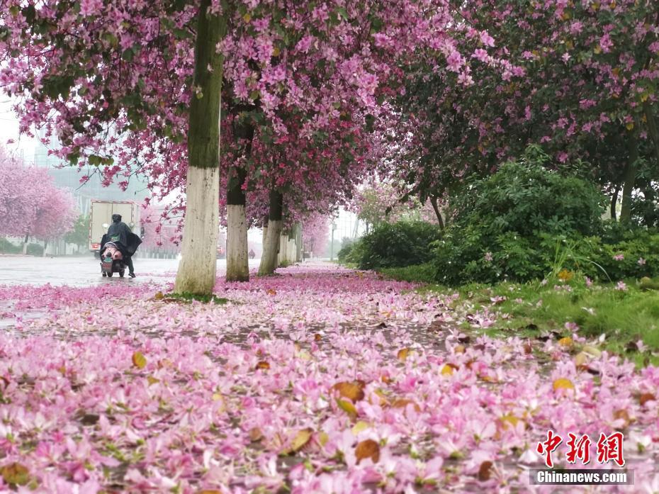 紫荆花如雨般凋落,道路变成粉红色 朱柳融 摄