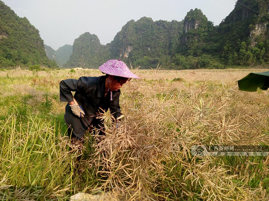 高清：田陽油菜收割正當時