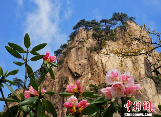 安徽省花黄山杜鹃盛开