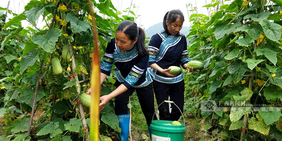 田林定安鎮:黃瓜種植成支柱產業帶動貧困戶脫貧