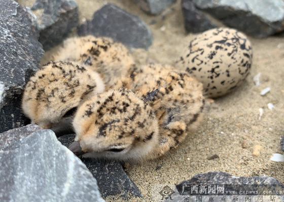 防城港山心沙島驚喜發現環頸鸻寶寶破殼而出(圖)