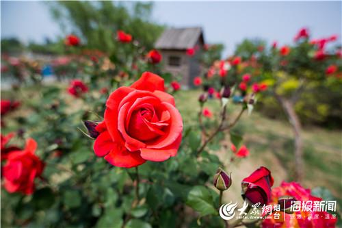 莱州市遍地锦绣迎四方宾朋千年古邑飘月季花香