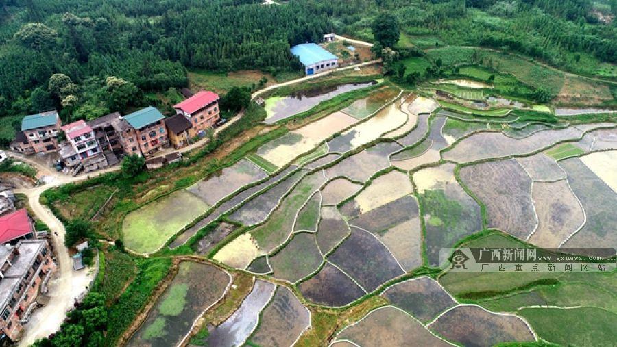 广东最大田螺养殖基地图片