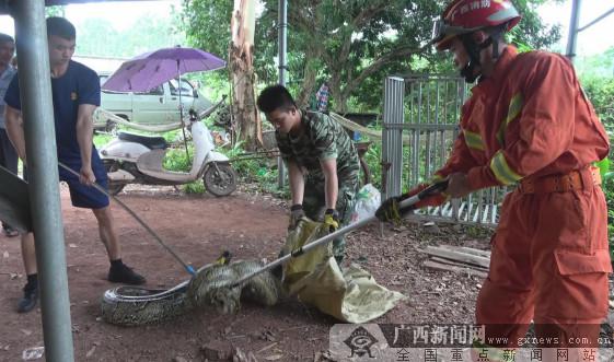 70多斤蟒蛇現民居旁 消防成功捕捉放生（圖）