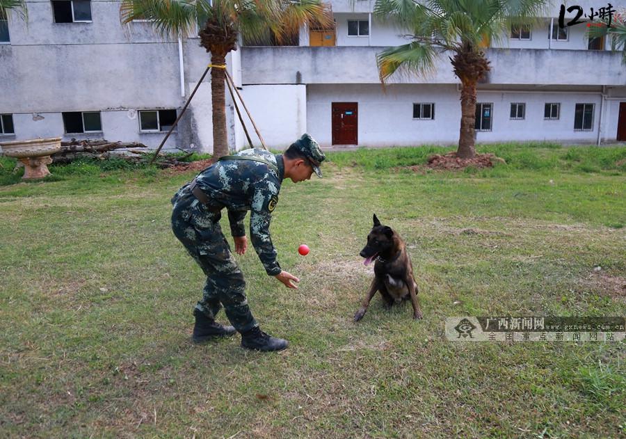 【12小時(shí)】訓(xùn)犬員不舍軍犬不言退役 曾因“戰(zhàn)友”惹女友“吃醋”