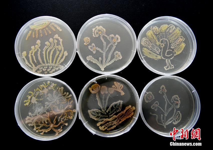 微生物作画菌种选择图片