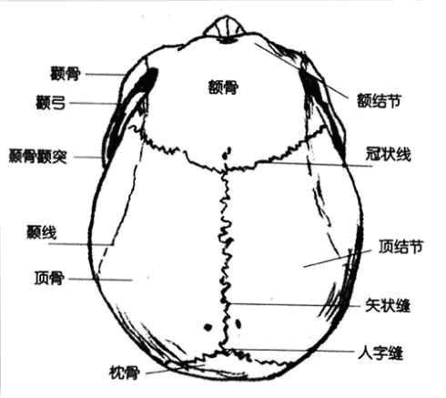 颅骨板块都是厚重坚固的,配合紧密的骨缝链接为整体,为大脑提供了最