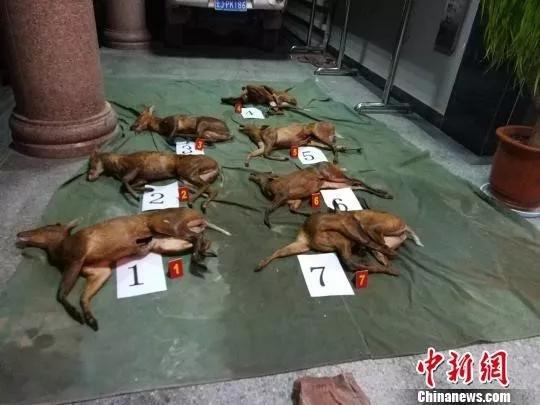 "之所以出现滥食野生动物,是因为人们的消费习惯和观念仍然没有和建设