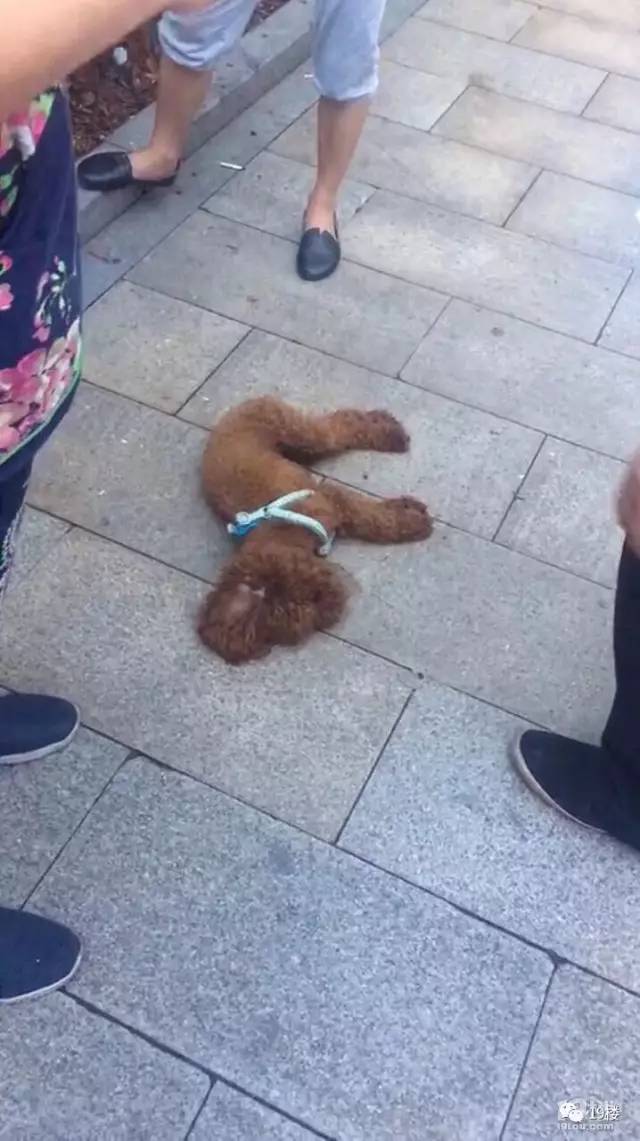 保安捡到小狗拒绝归还一气之下将狗摔死网友又吵翻了