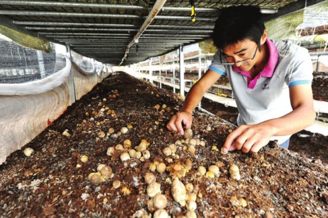 【神奇】|隔夜草菇化成水?原因竟然是……