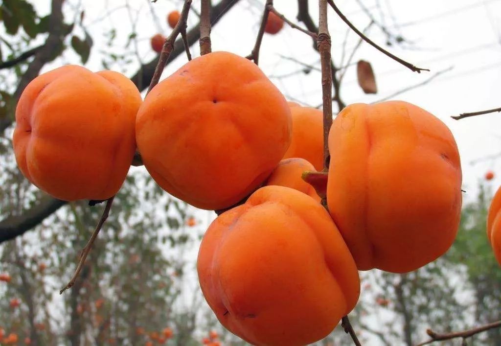 了不得了秋天的柿子竟然赛海参赶紧来茫茫