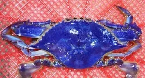 海边蓝色的小螃蟹图片