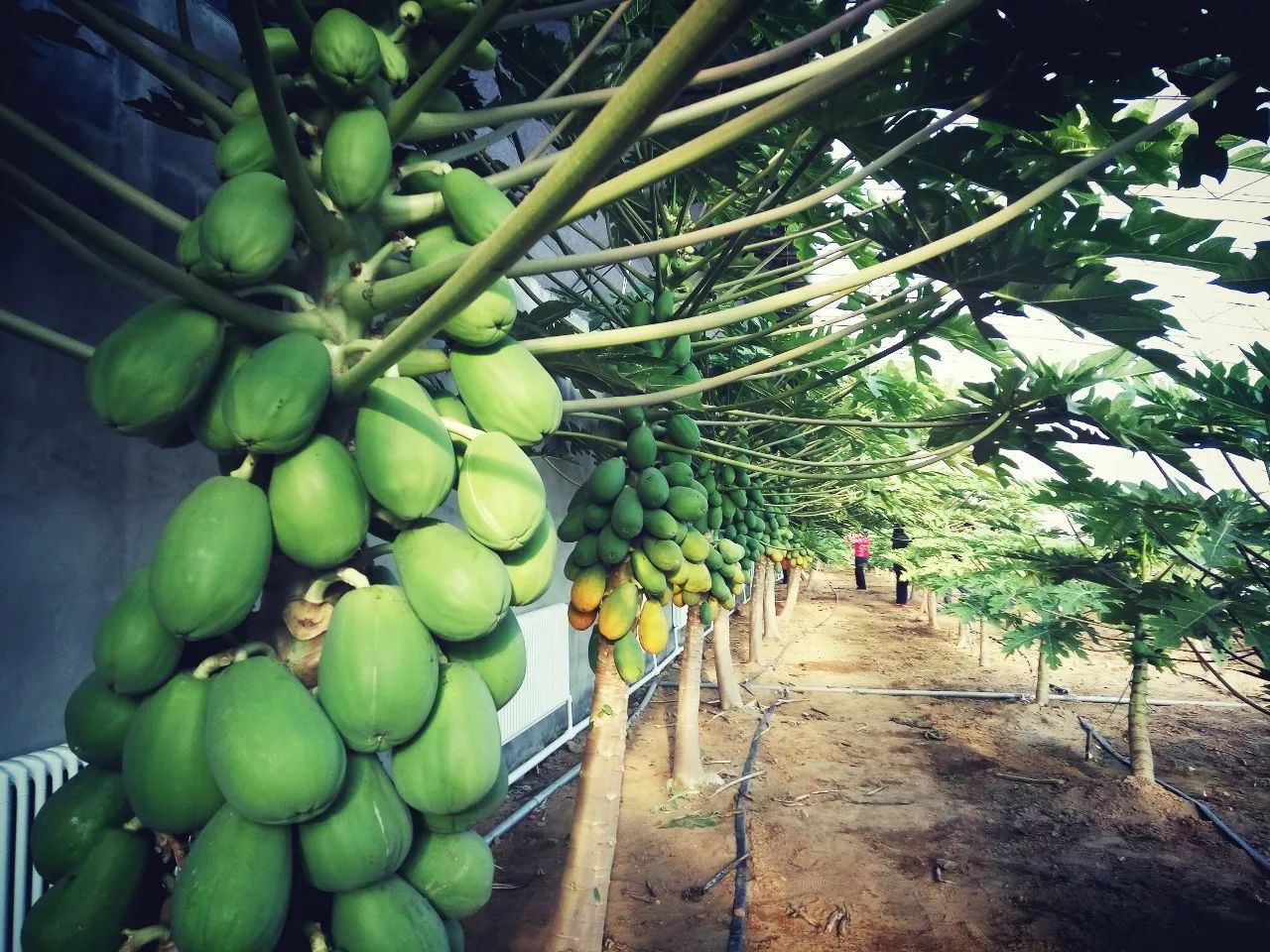 木瓜在威海种植成功靠它这个农场游客不断