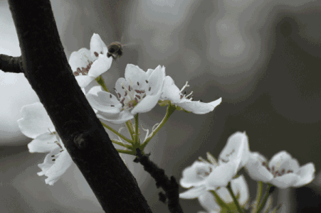 自古以来素有"花中神仙","花贵妃","花尊贵"之称,刚出的花骨朵呈红色