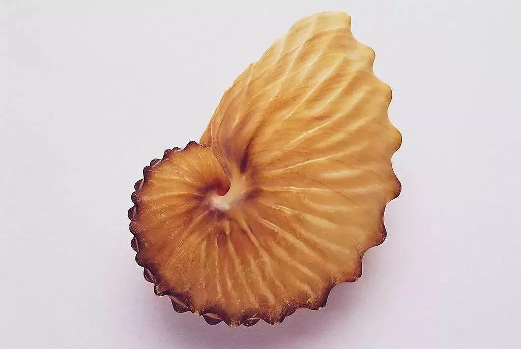 威海将筹建贝壳博物馆万元大奖求珍贝乐园门票敞亮送你家有吗