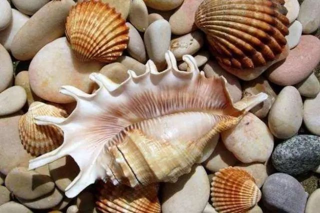 威海将筹建贝壳博物馆万元大奖求珍贝乐园门票敞亮送你家有吗