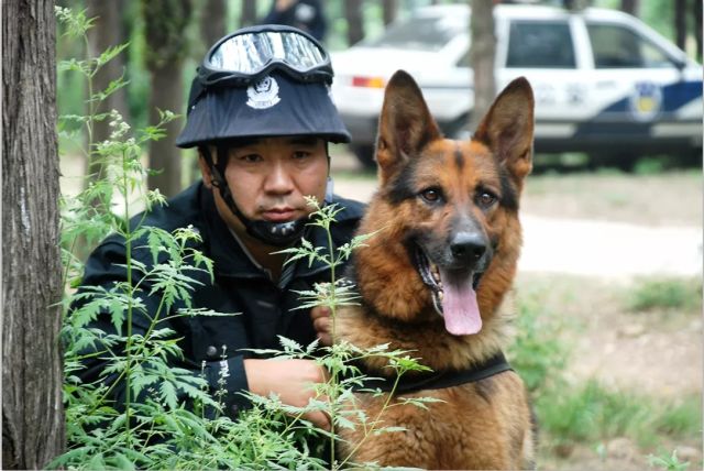 21年警犬训导路,许晓峰一步一个脚印,走得扎实稳健,2017年5月,泰安市