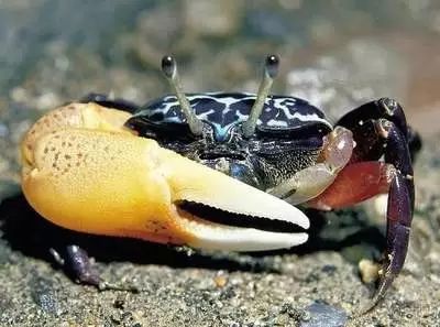 招潮蟹会做出舞动大螯的动作,这个"招潮"的动作,目的是用大螯威吓敌人