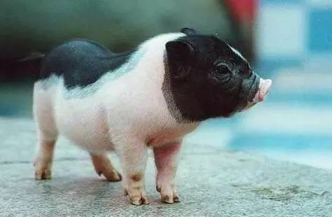 胖嘟嘟,还长着奇怪触手的小生物就是我,大名鼎鼎的海猪,又称大洋猪,我