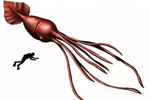 大王酸浆鱿,也叫巨枪乌贼,在南极周围2000米深的深海里栖息,是最大的