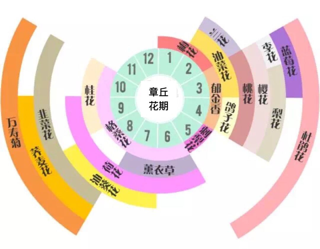 春色何处寻?花舞章丘春丨春季赏花攻略大全!