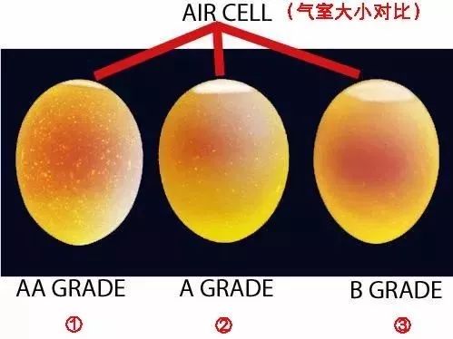 气室在鸡蛋的什么位置图片