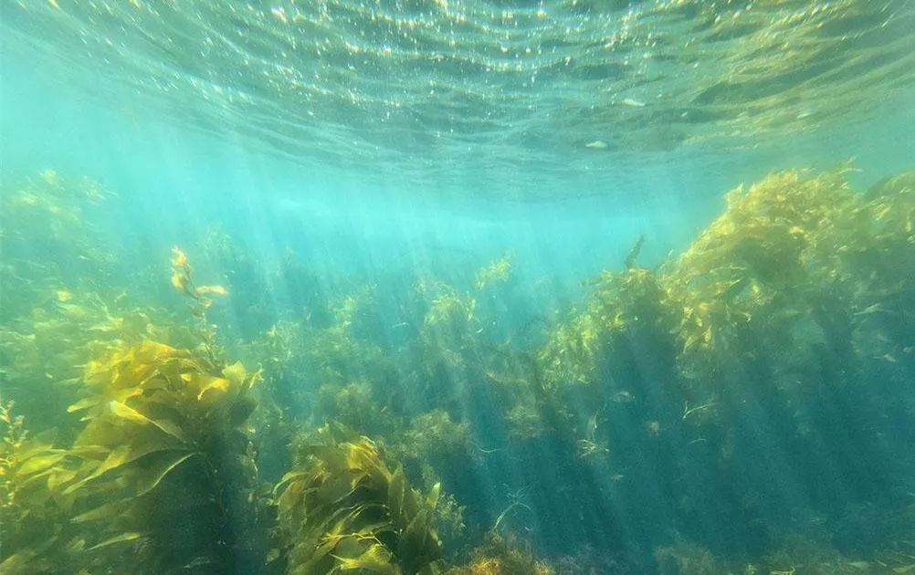 如果按照颜色划分,可以分为蓝藻,绿藻,红藻和褐藻,但按照其他的