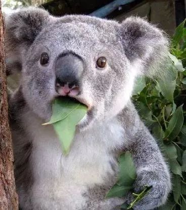 八妹没有看错吧?眼睛里有虫子?还是又?