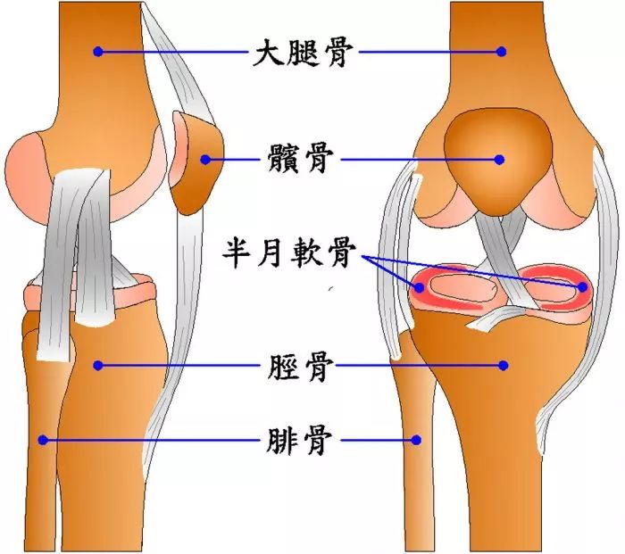 腿的部位关节名称图解图片