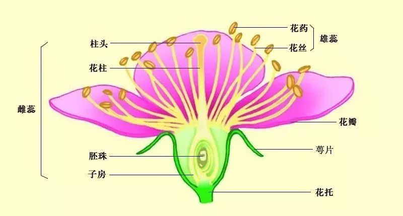 随着受精的成功,花朵用来帮助雌蕊受精的花萼,花冠,甚至雄蕊纷纷退化