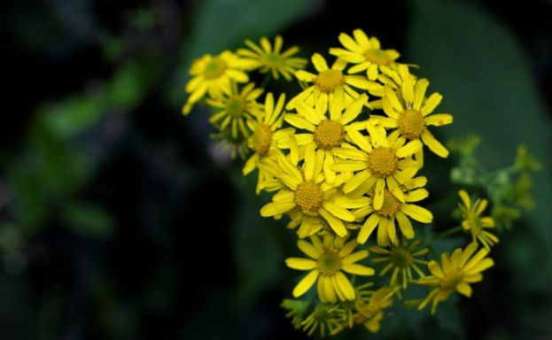 最美中草药光明草千家药让你眼睛更透亮