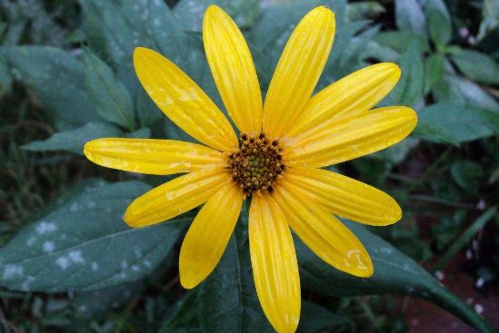 最美中草药光明草千家药让你眼睛更透亮